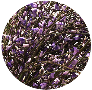 Джинстер милка (Milka)