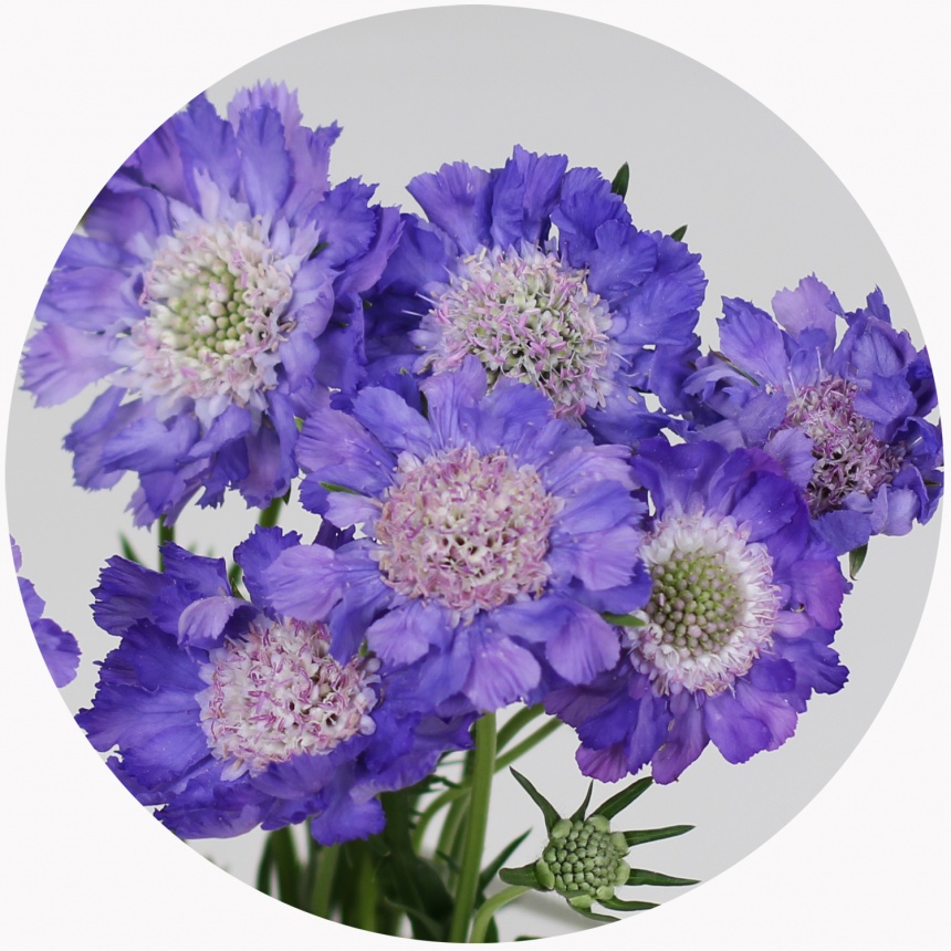 Скабиоза лавандовая скуп (Scabiosa Lavender Scoop)
