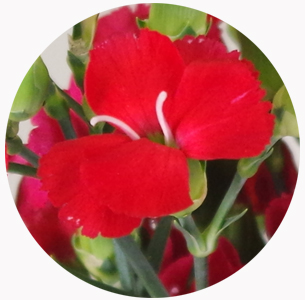Гвоздика кустовая Соломио Амос (Dianthus Solomio Amos)