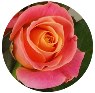 Роза Мисс Пигги (Miss Piggy)