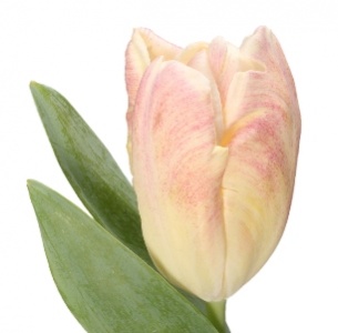 Тюльпан оранжево-зелено-розовый mix