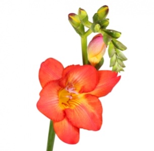 Фрезия красная