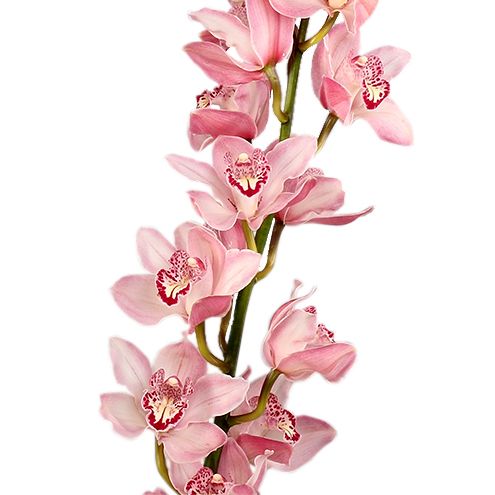 Орхидея Цимбидиум