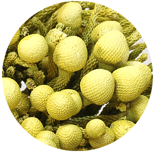 Бруния крашеная кремовая (Cream)