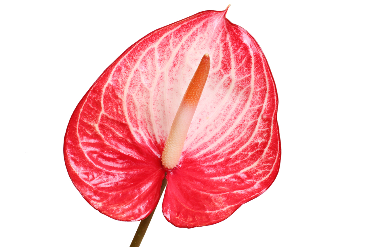 Антуриум Сингита (Singita)