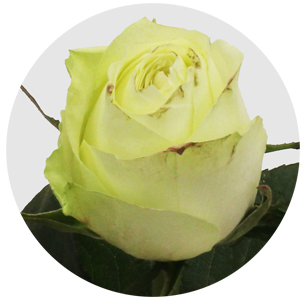 Роза Афина (Athena)