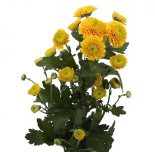 Хризантема кустовая Сантини Джени Оранж (Santini Jeany Orange)