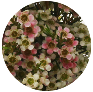 Ваксфлауэр Май свит сикстин (My Sweet 16)