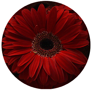 Гербера Майкон (Maicon)