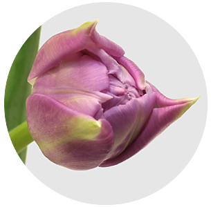 Тюльпан Дабл Прайс (Double Price)