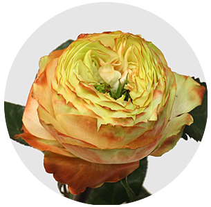 Роза Карма (Karma)