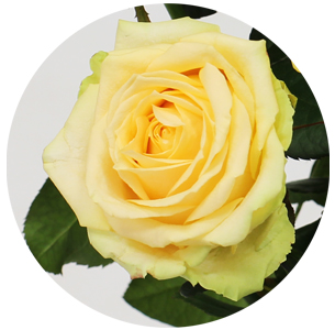 Роза Пич Аваланж (Peach Avalanche)