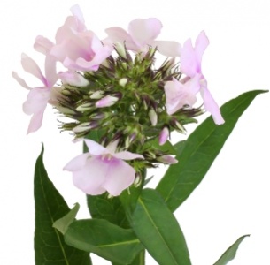 Флокс розовый