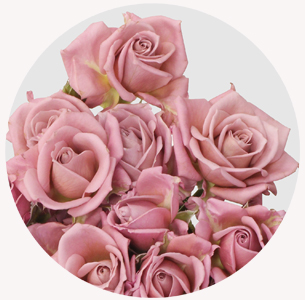 Роза кустовая А-Леди  (A-Lady)