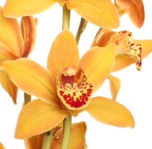 Цимбидиум мини оранжевый