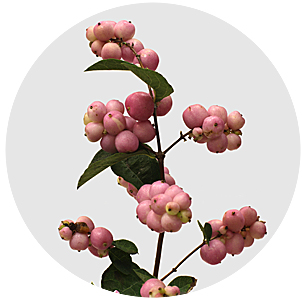 Симфорикарпус Мэджикал прайд (Magical Pride)