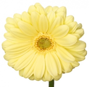 Гербера Лемон Айс (Lemon Ice)