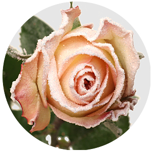 Роза "морозный воск" персиковая заснеженная (Roses Frost Wax)