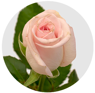 Роза Свит Акито (Sweet Akito)