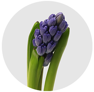 Гиацинт синий