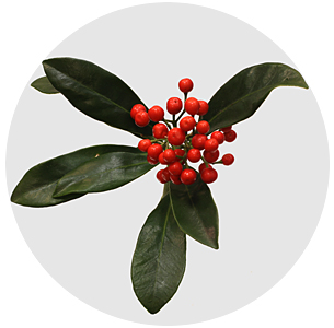 Скиммия с красными ягодами (Skimmia Berry Red)