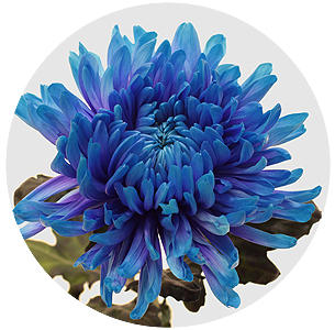 Хризантема одноголовая Антонов Блю лагун (Blue Lagoon)