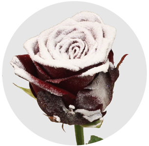 Роза Ред Наоми "замороженная" (Red Naomi frosted)