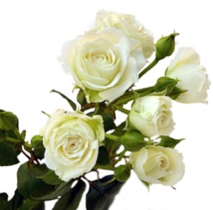 Роза кустовая Фо Гуд (For Good) 