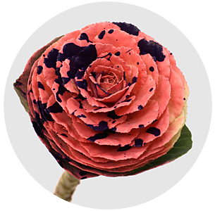 Брассика крашеная Сплэш розово-лиловая (Splash Pink-Purple)