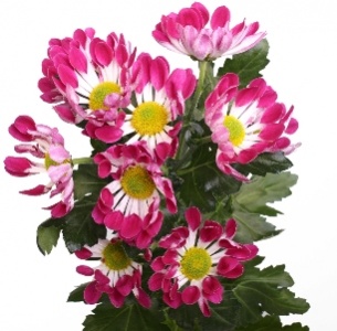 Хризантема кустовая Дэнс (Dance)