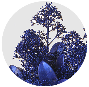 Скиммия крашеная синий металлик (Metal Blue)