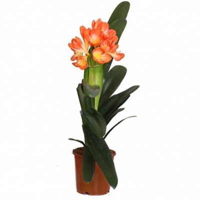 Кливия (Clivia)