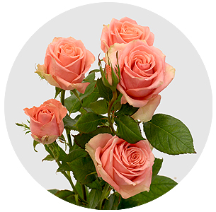 Роза кустовая Биг сэксес (Big Success)