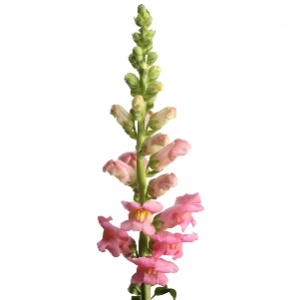 Антирринум розовый