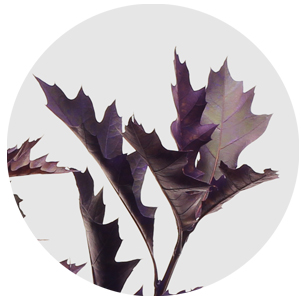 Лист дуба крашеный матовый лиловый