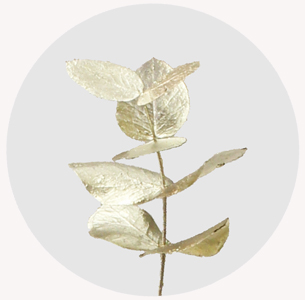 Эвкалипт крашеный платиновый (Platinum)