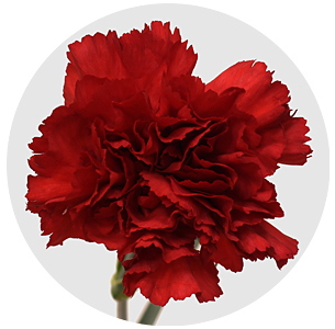 Гвоздика стандарт Дон Педро (Don Pedro)