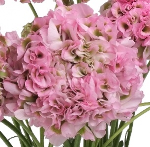 Ранункулус Пон-Пон светло розовый