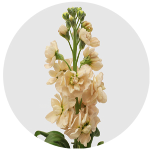 Левкой персиковый