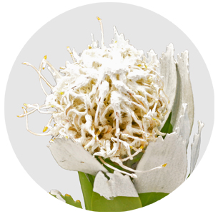 Протея Нутан крашеная белая (Nutan painted white)