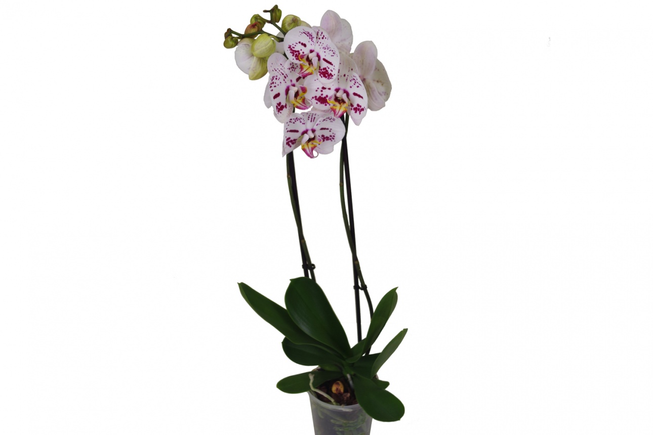 Орхидея Фаленопсис (Phalaenopsis)