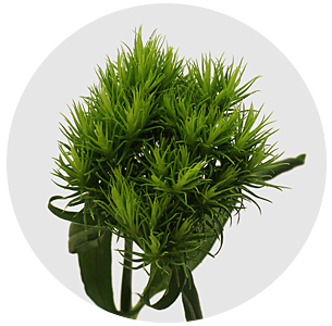 Диантус барбатус Киви Меллоу (Kiwi Mellow)