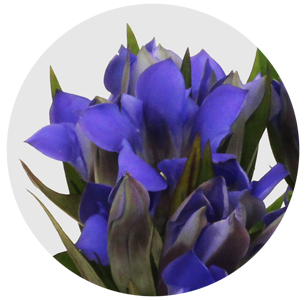 Гентиана синяя