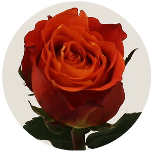 Роза Табаско (Tabasco)