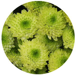 Хризантема кустовая Сантини Ферри (Ferry)