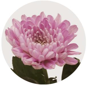 Хризантема одноголовая  Аленка (Aljonka)