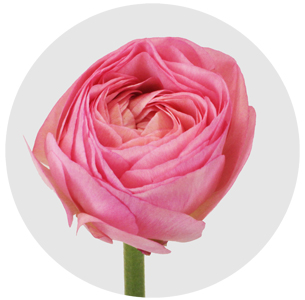 Ранункулус Салмон розовый (Salmon pink)