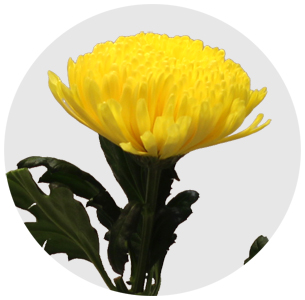 Хризантема одноголовая Пётр (Pjotr)