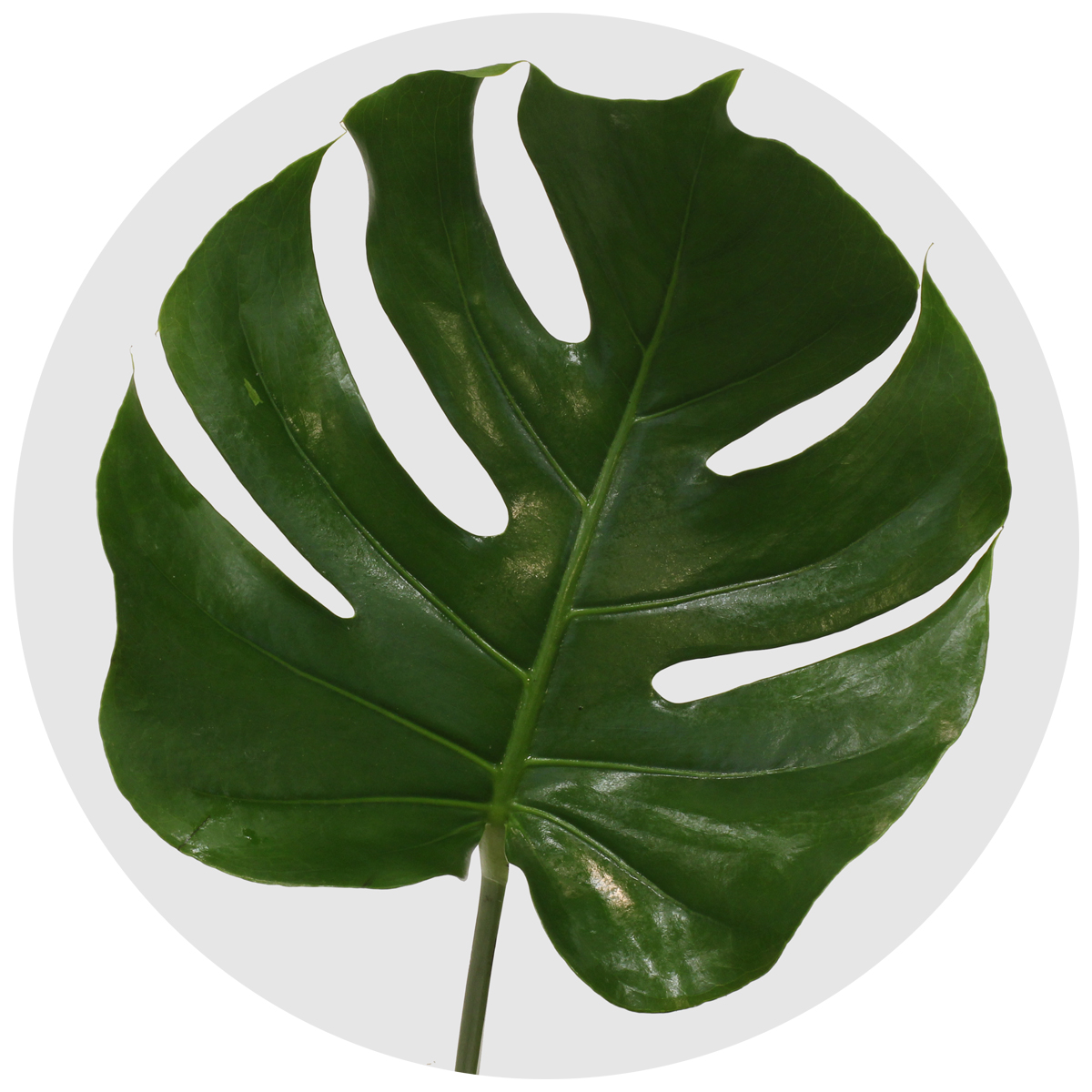 Монстера (Monstera)