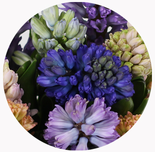 Гиацинт микс